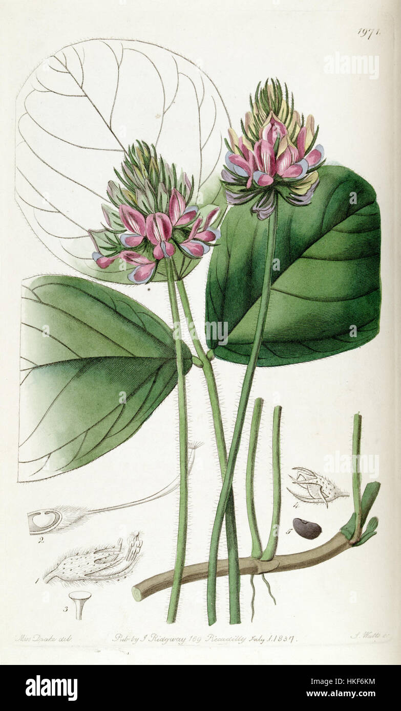 Hoita orbicularis (Psoralea orbicularis) Edwards's Bot. Reg. 23. 1971. 1837. Stock Photo
