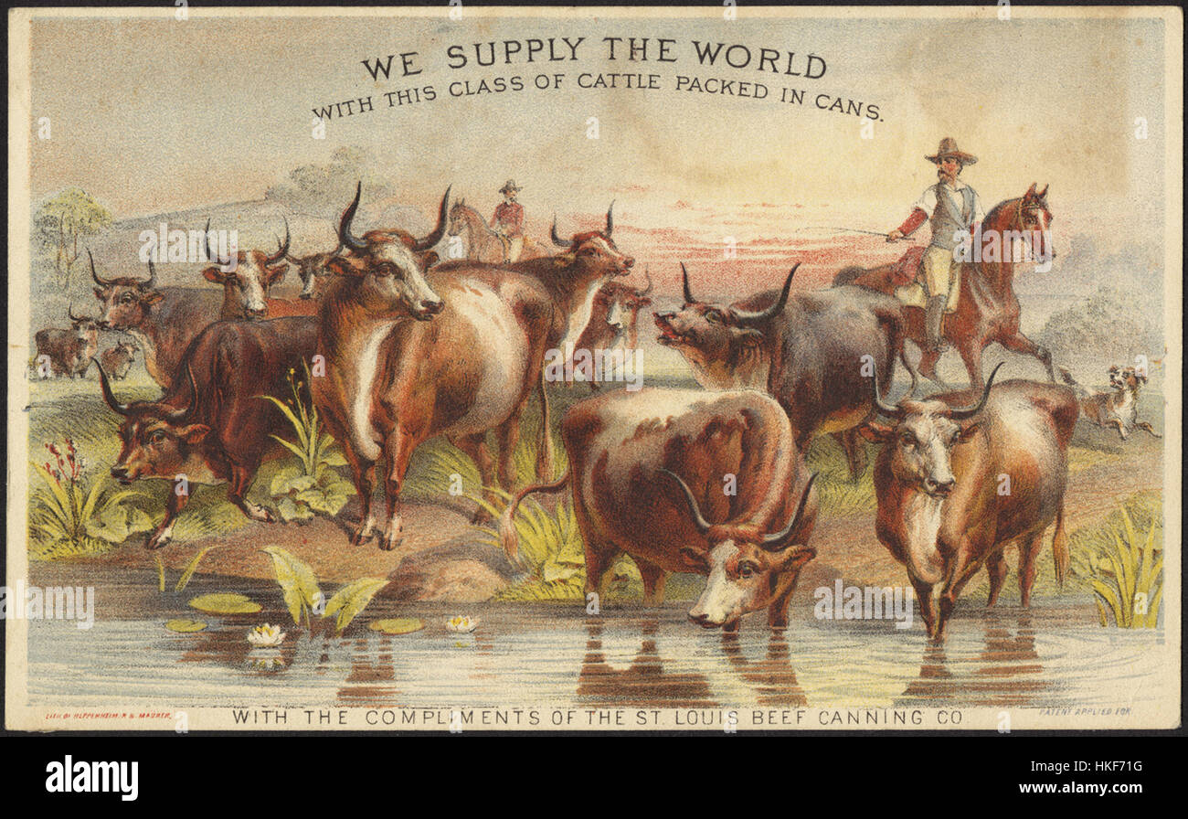 We supply the world with this class of cattle packed in cans. Stock Photo