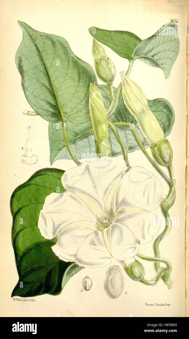 Ipomoea albivenia (Ipomoea gerrardii) Bot. Mag. 93. 5651. 1867 Stock Photo
