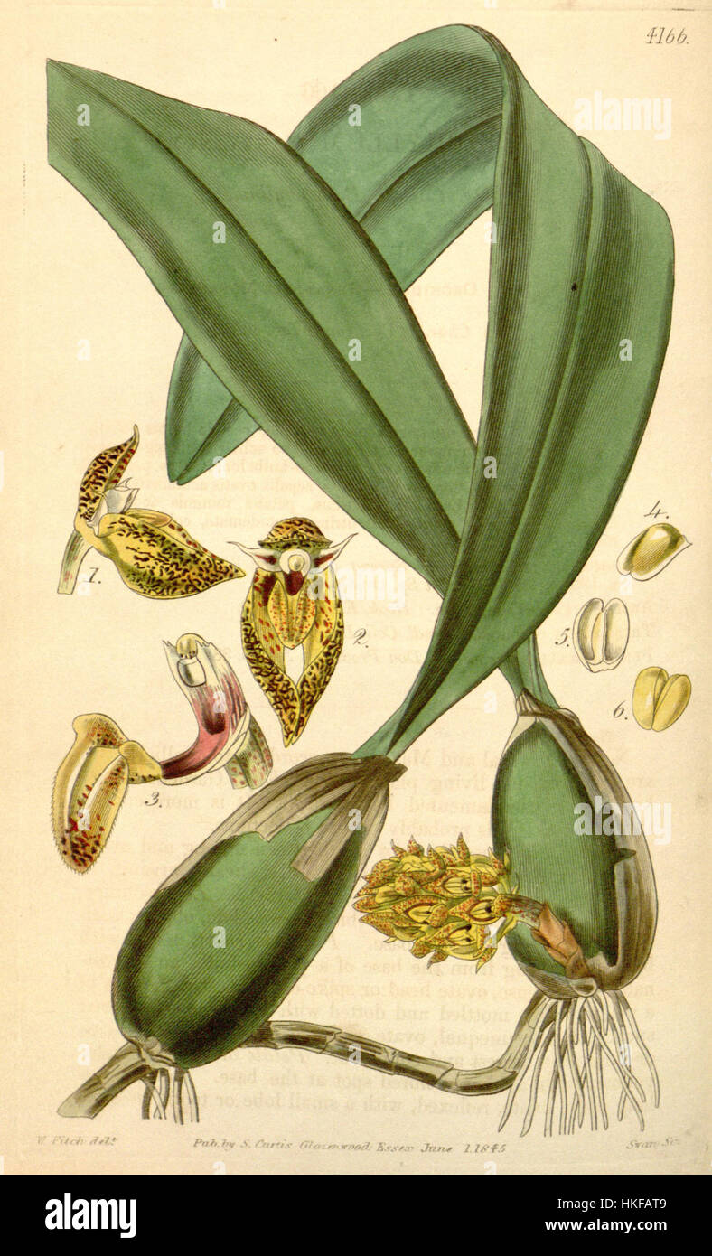 Bulbophyllum careyanum (spelled Bolbophyllum)   Curtis' 71 (Ser. 3 no. 1) pl. 4166 (1845) Stock Photo