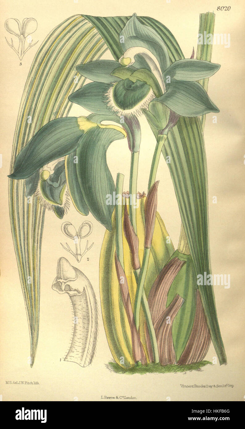 Sudamerlycaste locusta(as Lycaste locusta)   Curtis' 131 (Ser. 4 no. 1) pl. 8020 (1905) Stock Photo