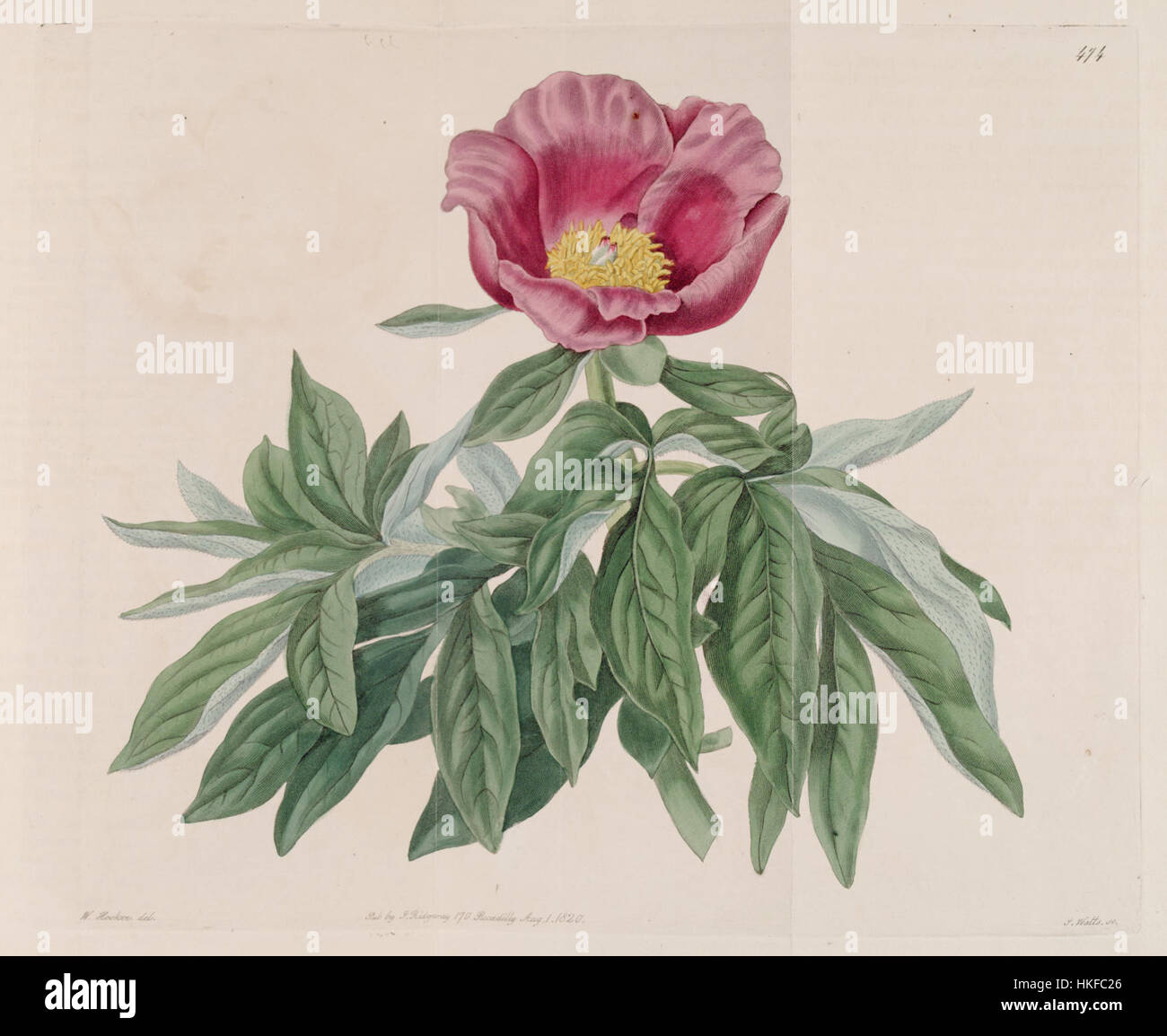 Botanical study showcases hi-res stock photography and images - Alamy