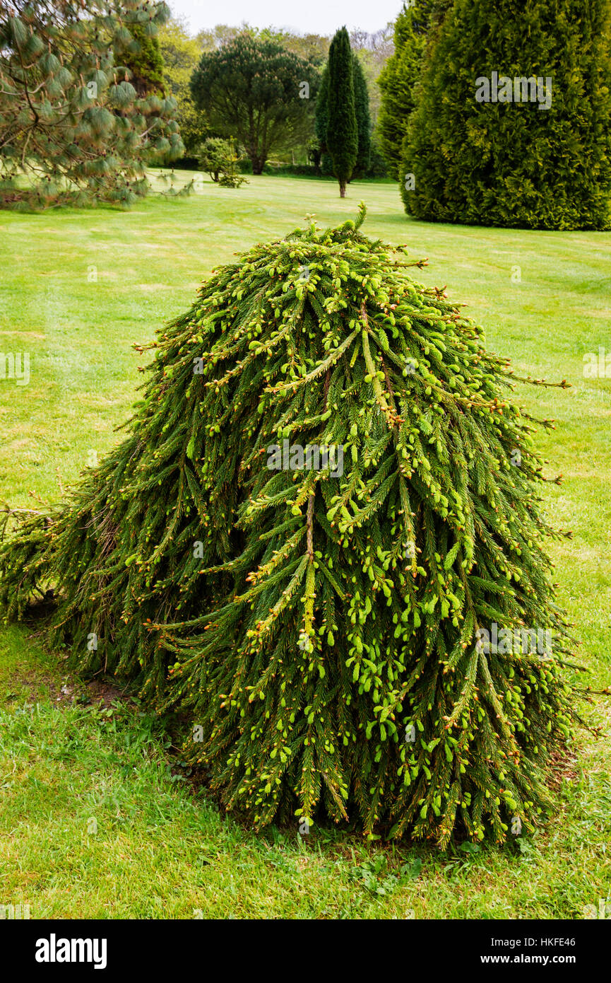 Picea abies 'Inversa' Stock Photo