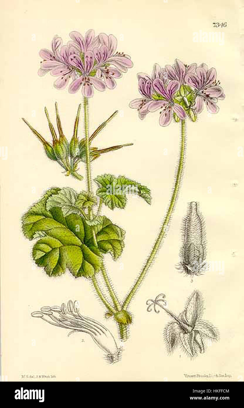 The Botanical Magazine. pl 7346. Pelargonium Drummondii Stock Photo