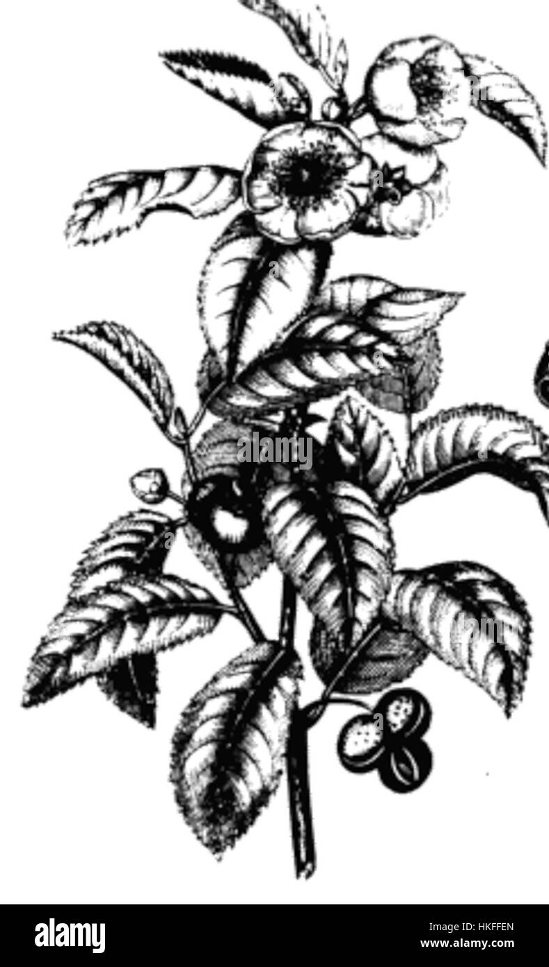 This detailed drawing of a tea plant captures the plant's distinctive ...