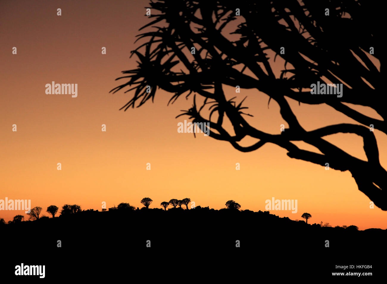 Tree silhouette silhouettes hi-res stock photography and images - Alamy