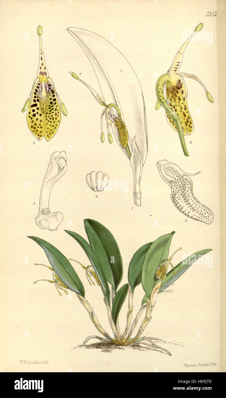 Restrepia muscifera (as Restrepia lansbergii Hook)   Curtis' 87 (Ser. 3 no. 17) pl. 5257 (1861) Stock Photo