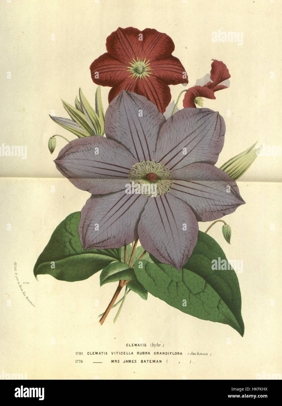 Clematis 'Mrs James Bateman' & Clematis 'Rubra Grandiflora' Stock Photo