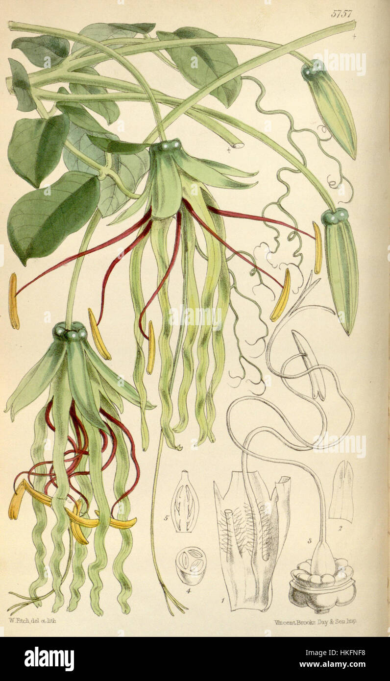 Cobaea penduliflora Stock Photo