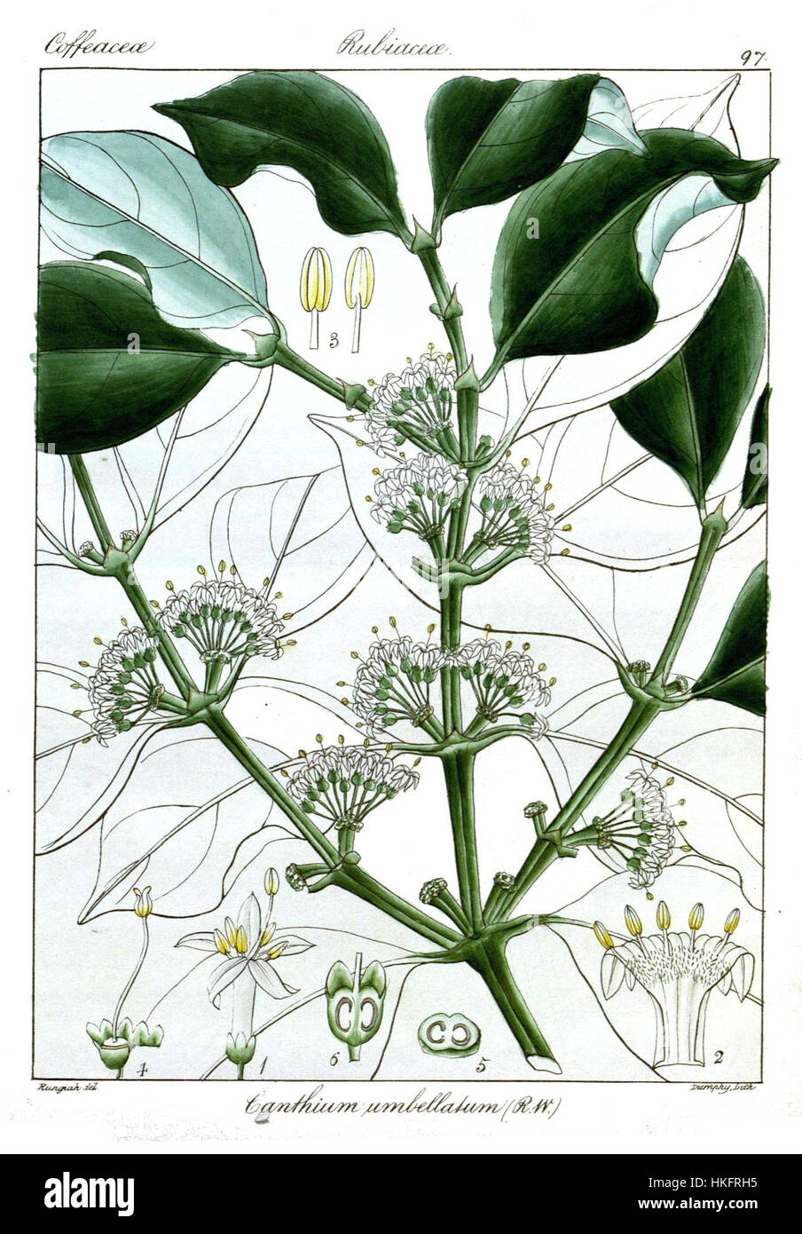 This botanical illustration depicts Canthium umbellatum, a plant species native to tropical regions. The work shows detailed botanical characteristics, highlighting the plant’s structure and ecological role. Stock Photo
