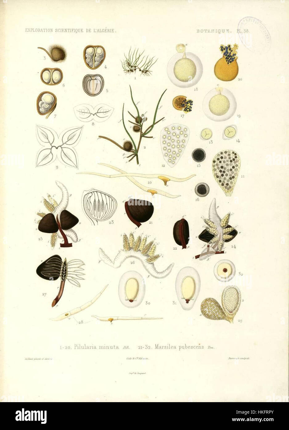 Pilularia minuta, Marsilea pubescens Stock Photo