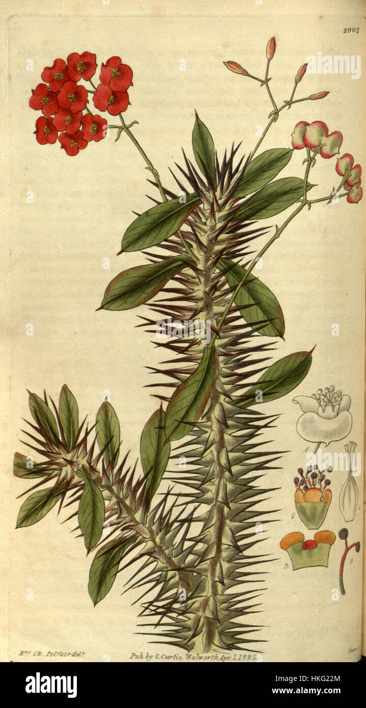 Botanical illustration euphorbia hi-res stock photography Botanical illustration euphorbia hi-res stock photography