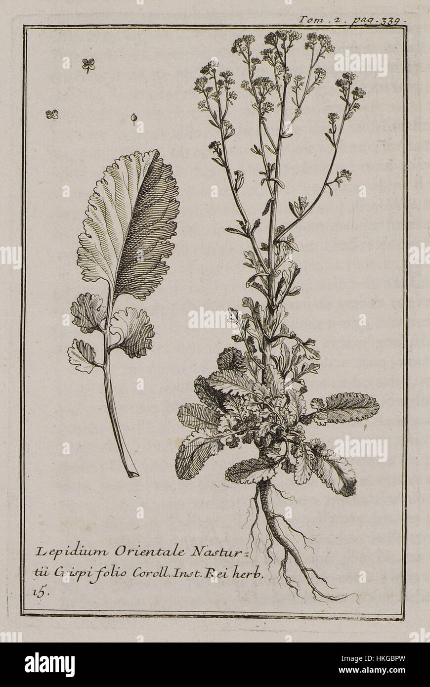 Lepidium Orientale Nasturtii Crispi folio Coroll Inst Rei herb 15   Tournefort Joseph Pitton De   1717 Stock Photo