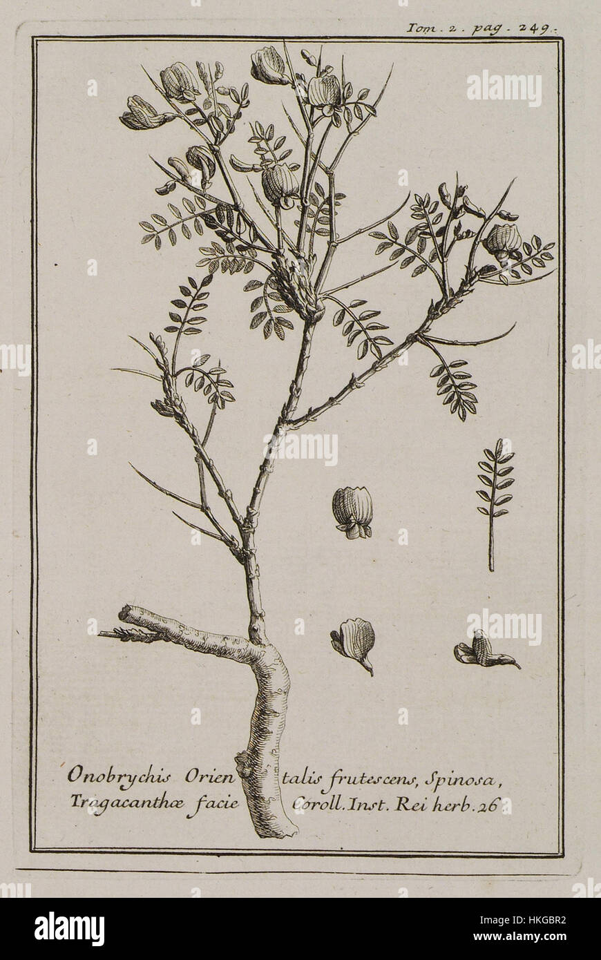 Onobrychis Orientalis frutescens, Spinosa, Tragacanthae facie Coroll Inst Rei herb 26   Tournefort Joseph Pitton De   1717 Stock Photo