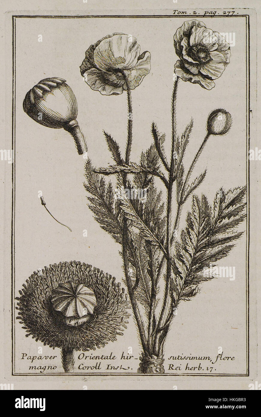 Papaver Orientale hirsutissimum, flore magno Coroll Inst Rei herb 17   Tournefort Joseph Pitton De   1717 Stock Photo