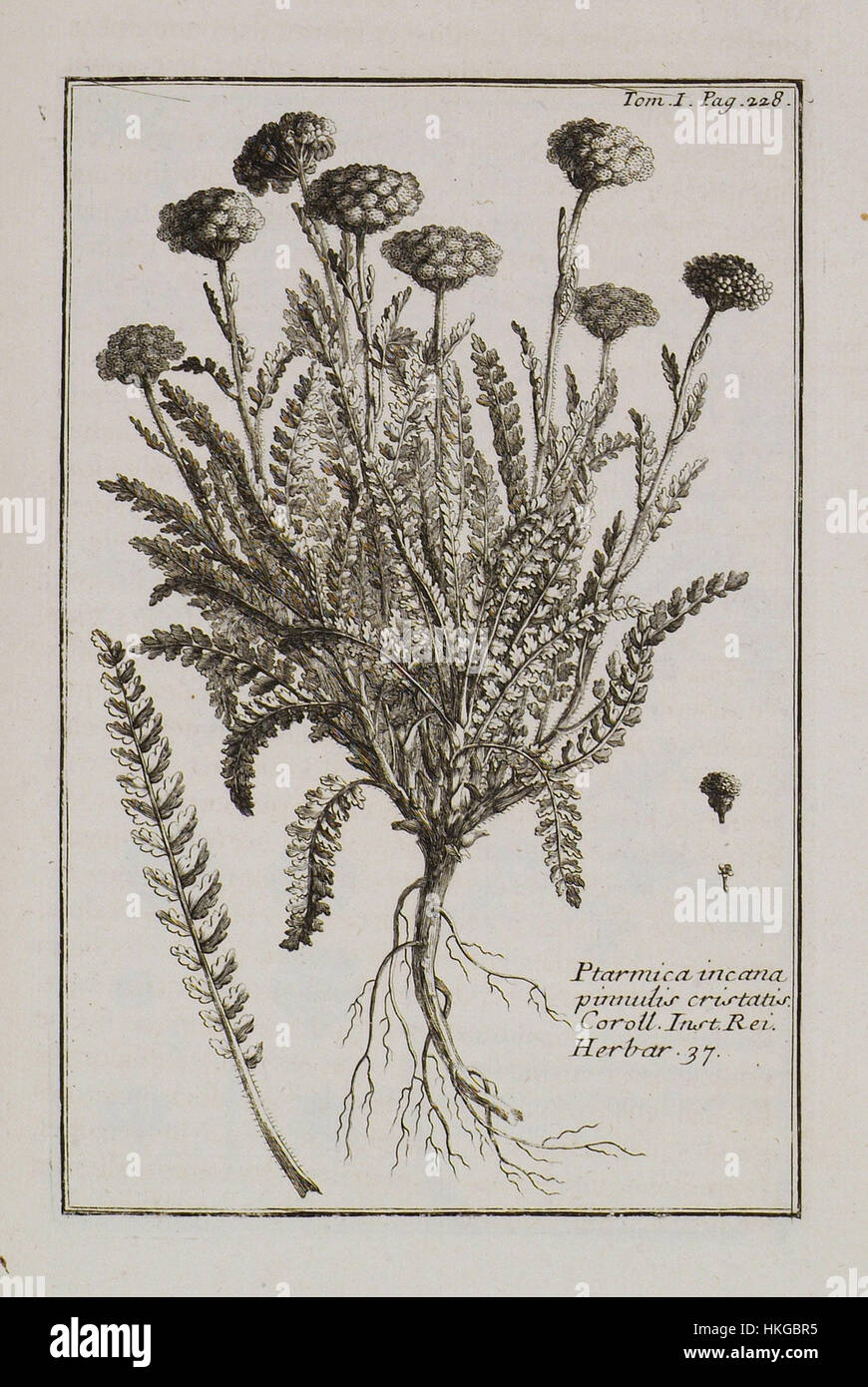 Ptarmica incana, pinnulis cristatis Coroll Inst Rei Herbar 37   Tournefort Joseph Pitton De   1717 Stock Photo
