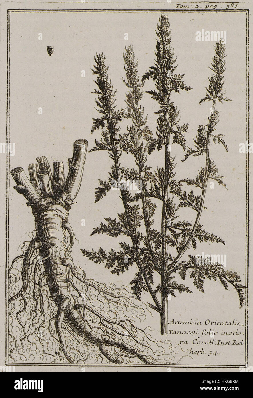 Artemisia Orientalis Tanaceti folio inodora Coroll Inst Rei herb 34   Tournefort Joseph Pitton De   1717 Stock Photo