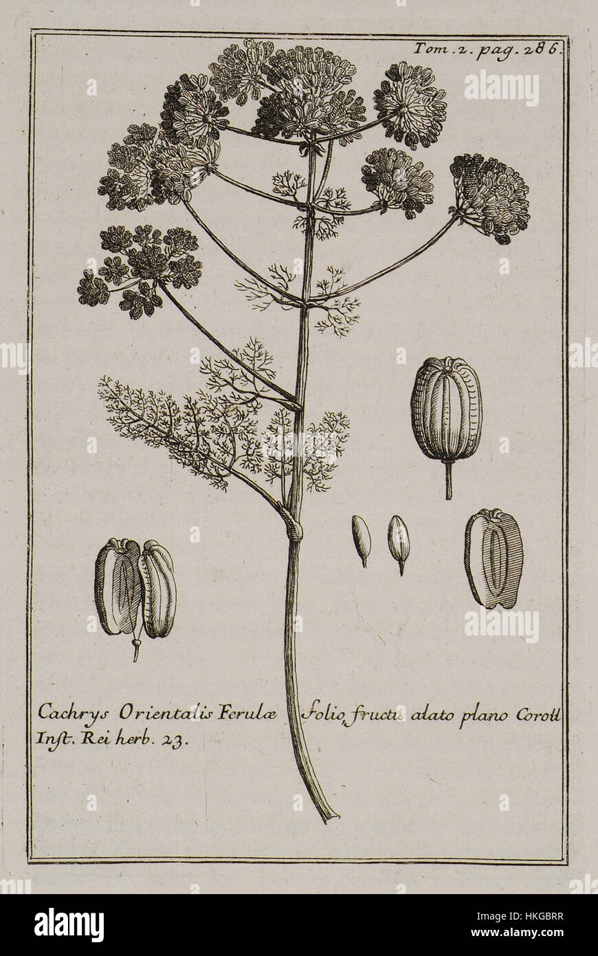 Cachrys Orientalis Ferulae folio fructu atato plano Coroll Inst Rei herb 23   Tournefort Joseph Pitton De   1717 Stock Photo
