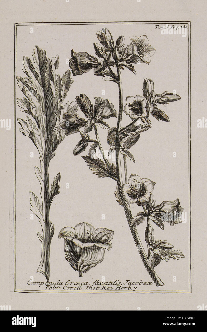 Campanula Graeca, faxatilis Jacobae folio Coroll Inst Rei herb 3   Tournefort Joseph Pitton De   1717 Stock Photo