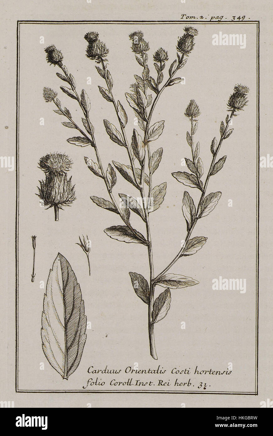 Carduus Orientalis Costi hortensis folio Coroll Inst Rei herb 31   Tournefort Joseph Pitton De   1717 Stock Photo