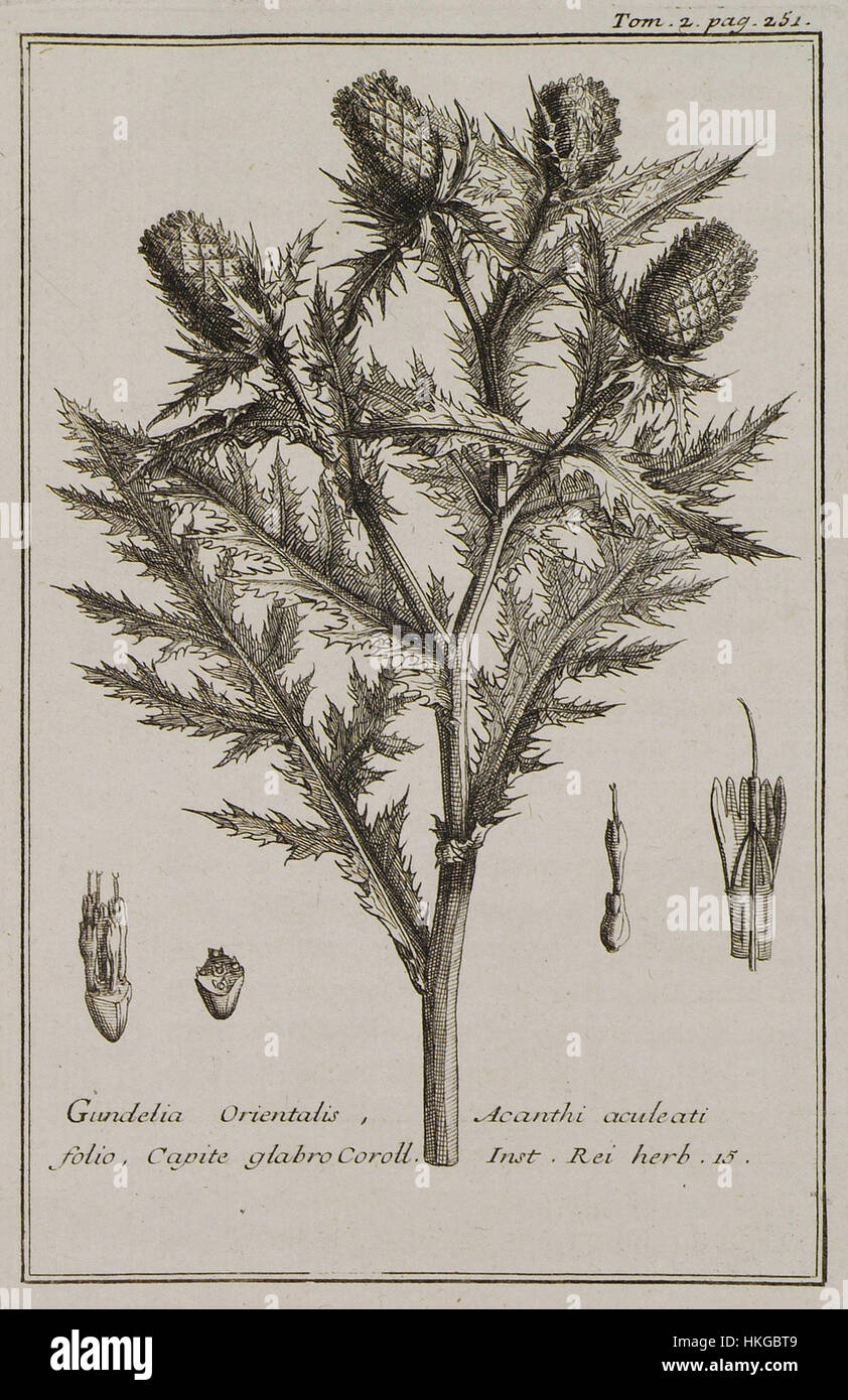 Gundelia Orientalis, Acanthi aculeati folio, Capite glabro Coroll Inst Rei herb 15   Tournefort Joseph Pitton De   1717 Stock Photo