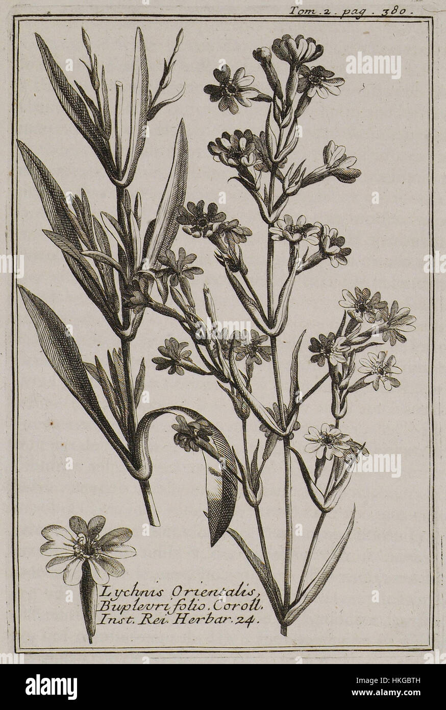 Lychnis Orientalis Buplevri folio Coroll Inst Rei herb 24   Tournefort Joseph Pitton De   1717 Stock Photo