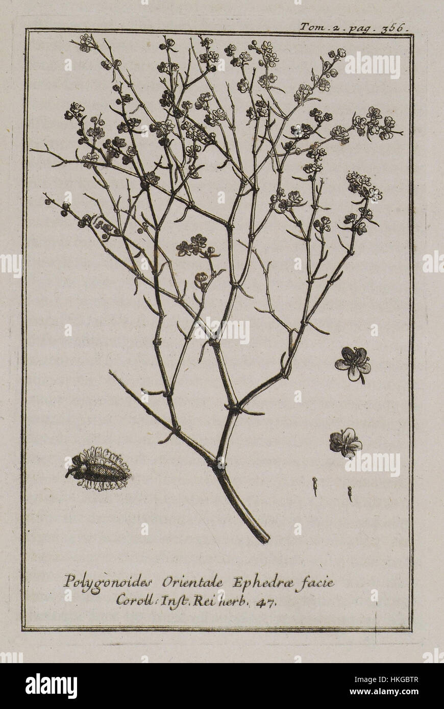 Polygonoides Orientale Ephedrae facie Coroll Inst Rei herb 47   Tournefort Joseph Pitton De   1717 Stock Photo