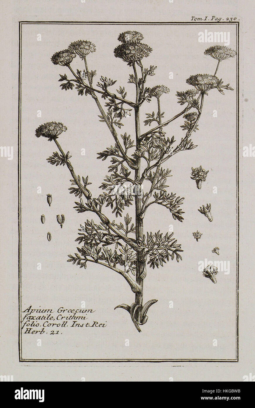 Apium Graecum saxatile, Crithmi folio Coroll Inst Rei herb 21   Tournefort Joseph Pitton De   1717 Stock Photo