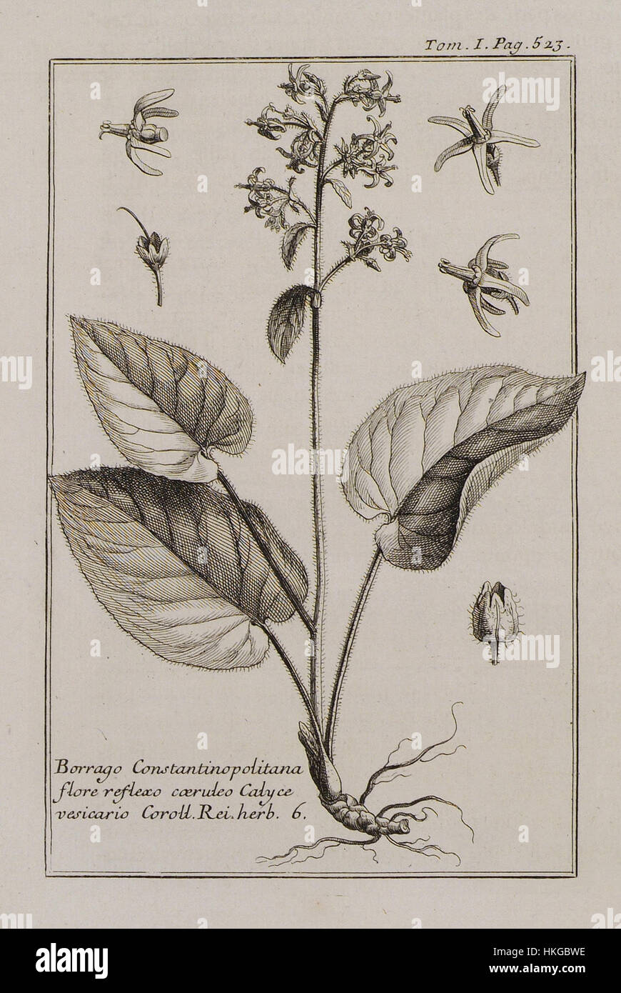 Borrago Constantinopolitana flore reflexo coerideo Calyce vasicario Coroll Rei Herb 6   Tournefort Joseph Pitton De   1717 Stock Photo