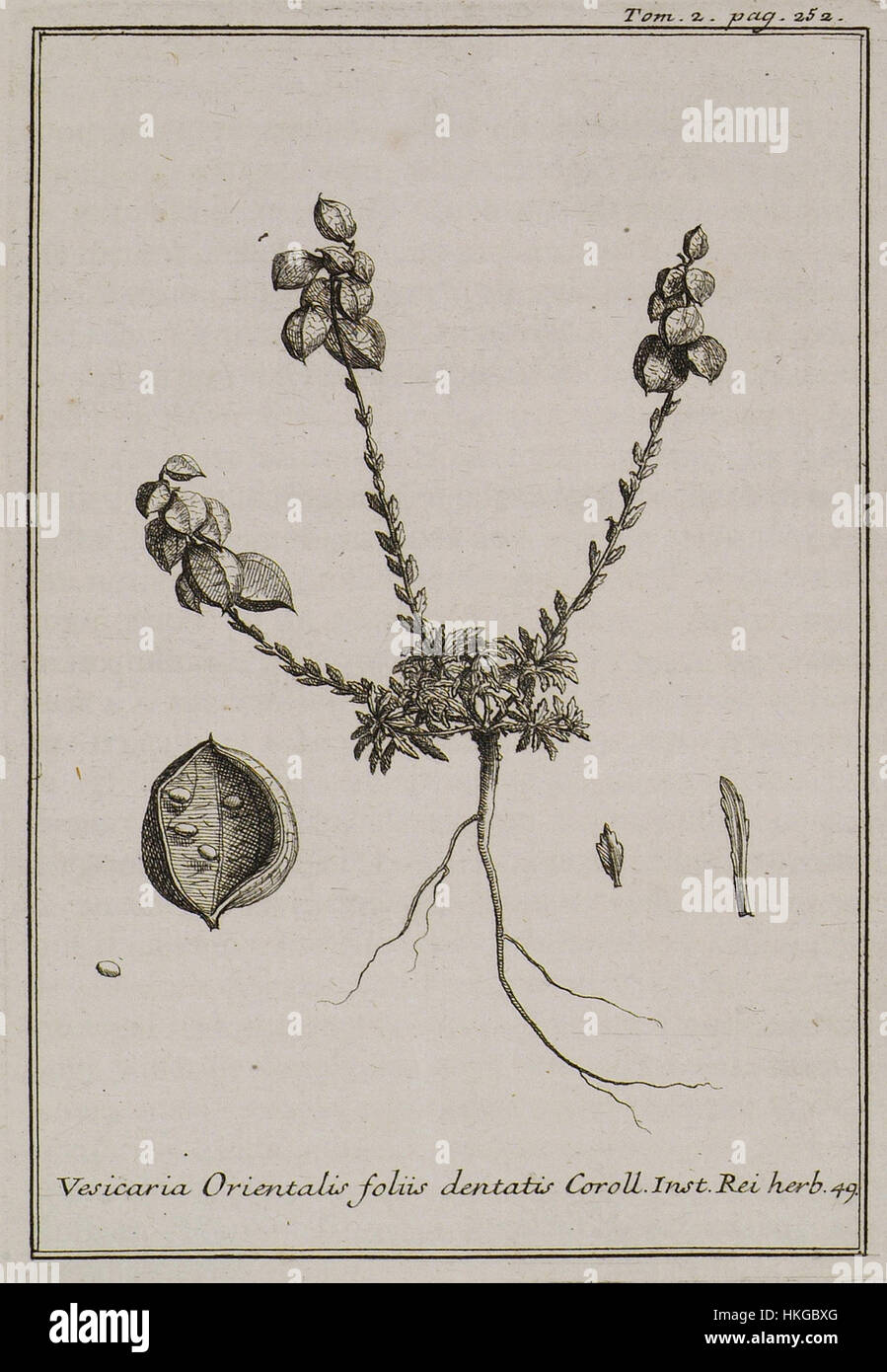 Vesicaria Orientalis foliis dentatis Coroll Inst Rei herb 49   Tournefort Joseph Pitton De   1717 Stock Photo