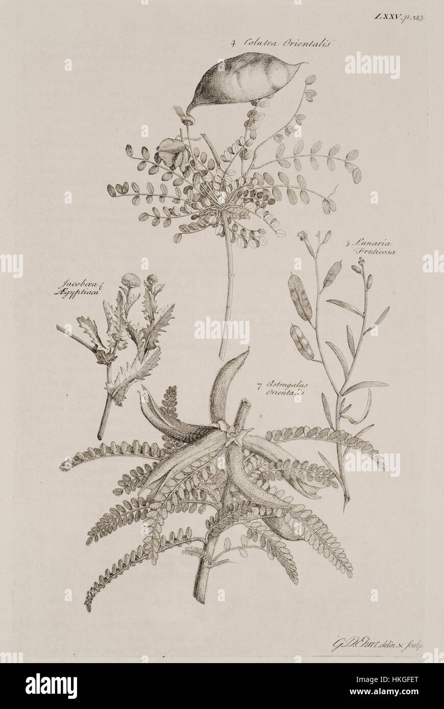 4 Colutea orientalis 5 Lunaria Fruticosa 6 Jacoboea Aegyptiaca 7 Astragalus orientalis   Pococke Richard   1743 Stock Photo