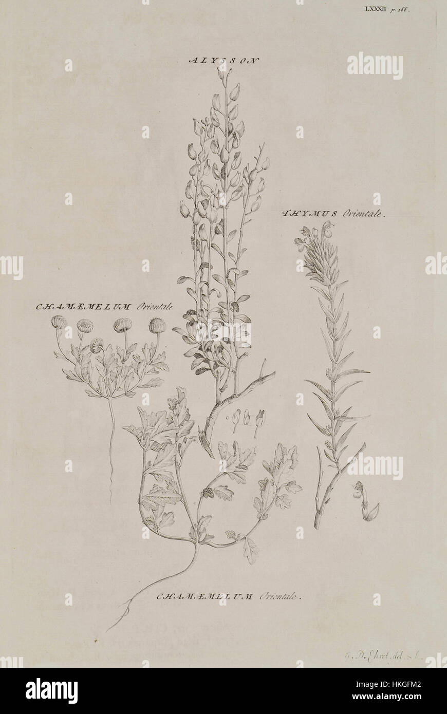 Plants of the Holy Land Plant of genus Alyssum Plant of the genus Chamemaelum Plant of the genus Thymus   Pococke Richard   1745 Stock Photo