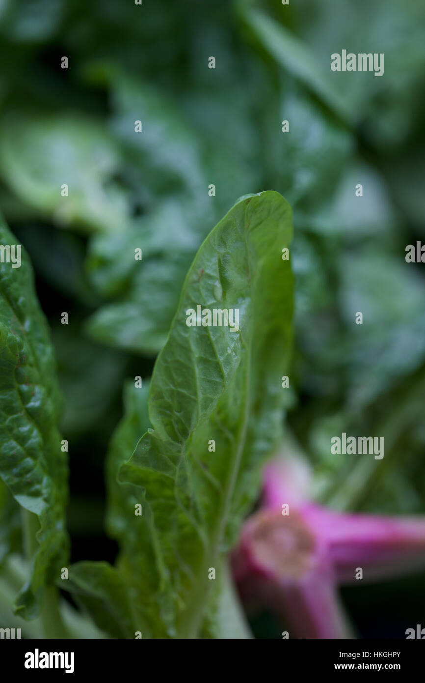 Spinach leaf hires stock photography and images Alamy