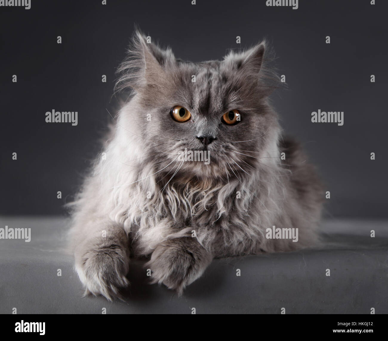 Persian Cat portrait Stock Photo - Alamy