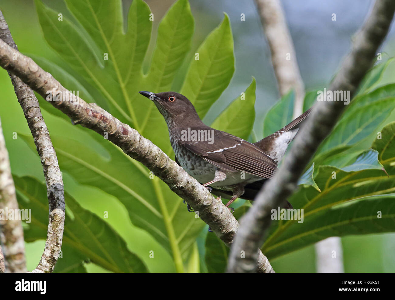 Scaly-breasted Thrasher (Margarops fuscus schwartzi) adult perched on branch (endemic sub-species)  Fond Doux plantation, St Lucia, Lesser Antilles    Stock Photo