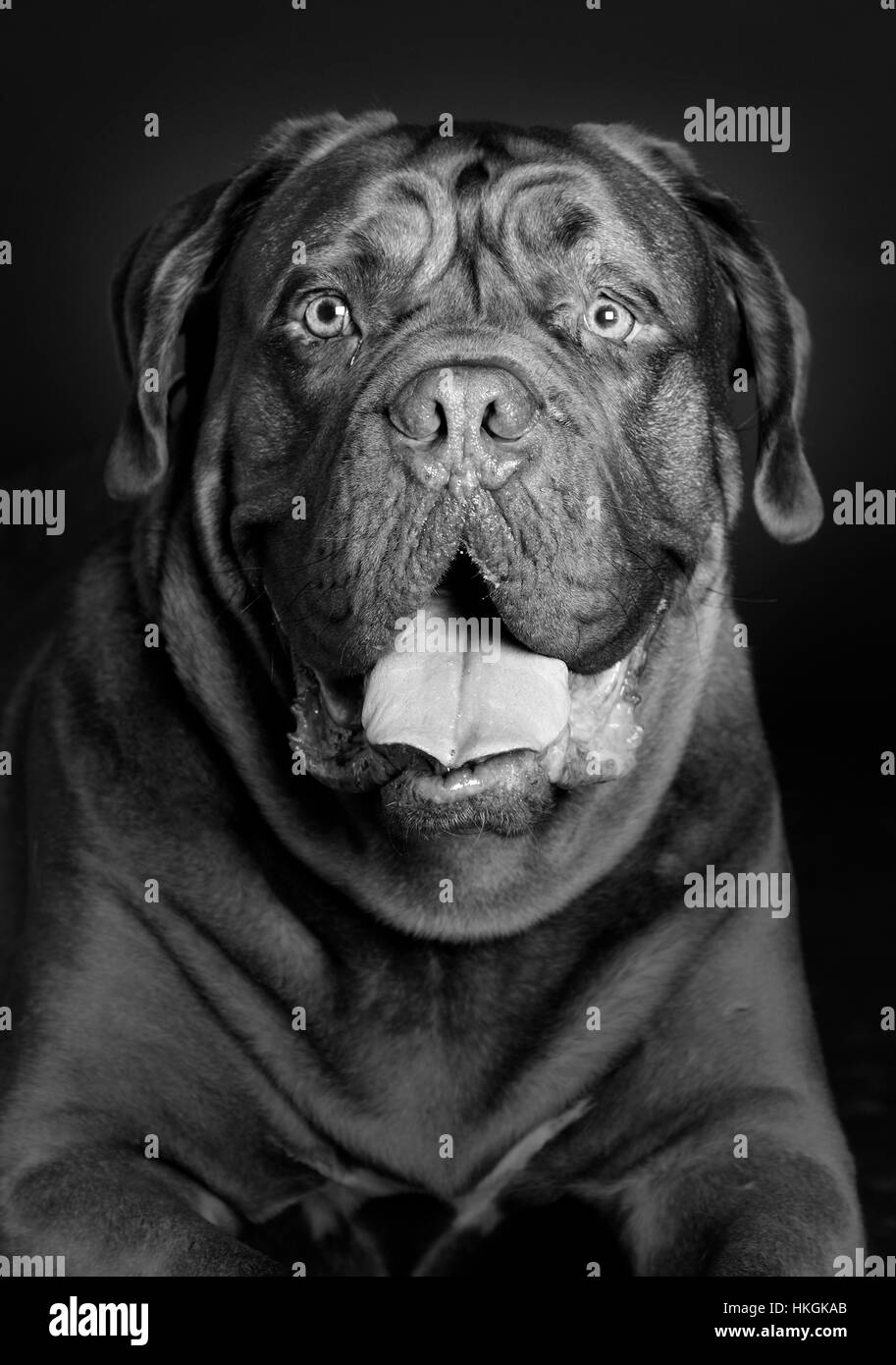 Dogue de Bordeaux dog portrait in studio Stock Photo