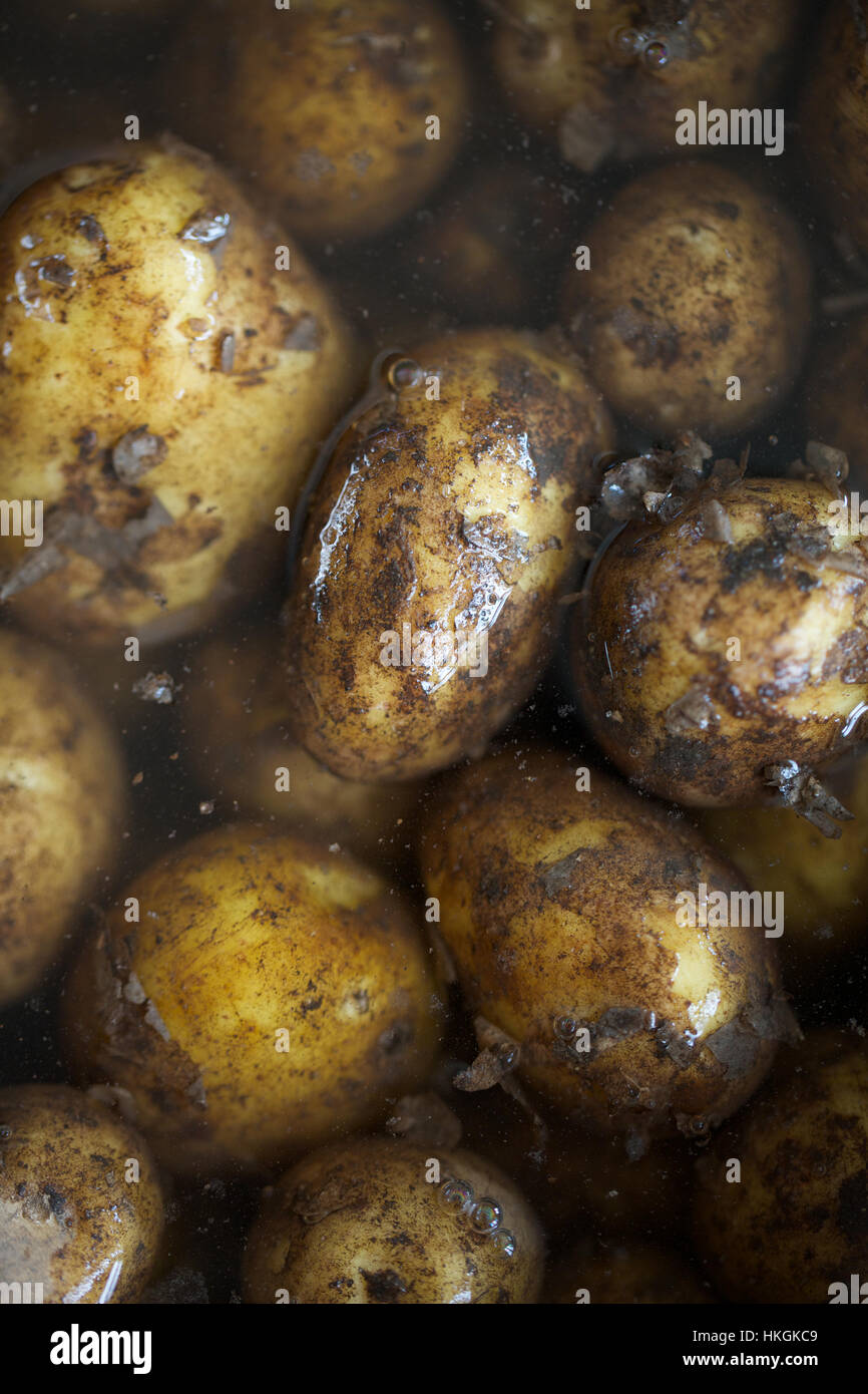wet new potatoes with muddy peel. raw, potato, food, vegetable Stock