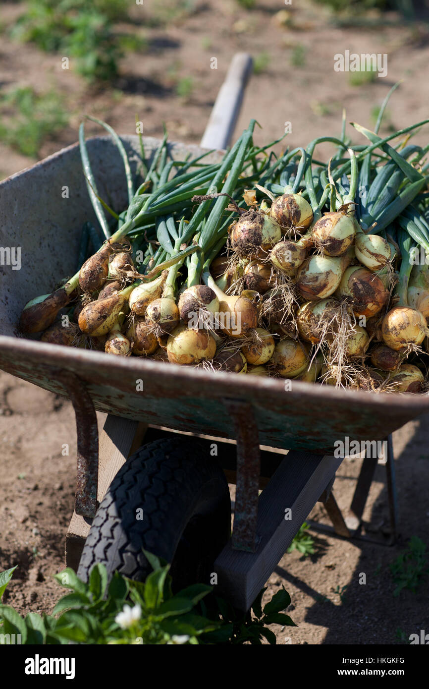 bunch of spring onion in wheelbarrow. root, plant bulb, food, vegetable garden. Stock Photo