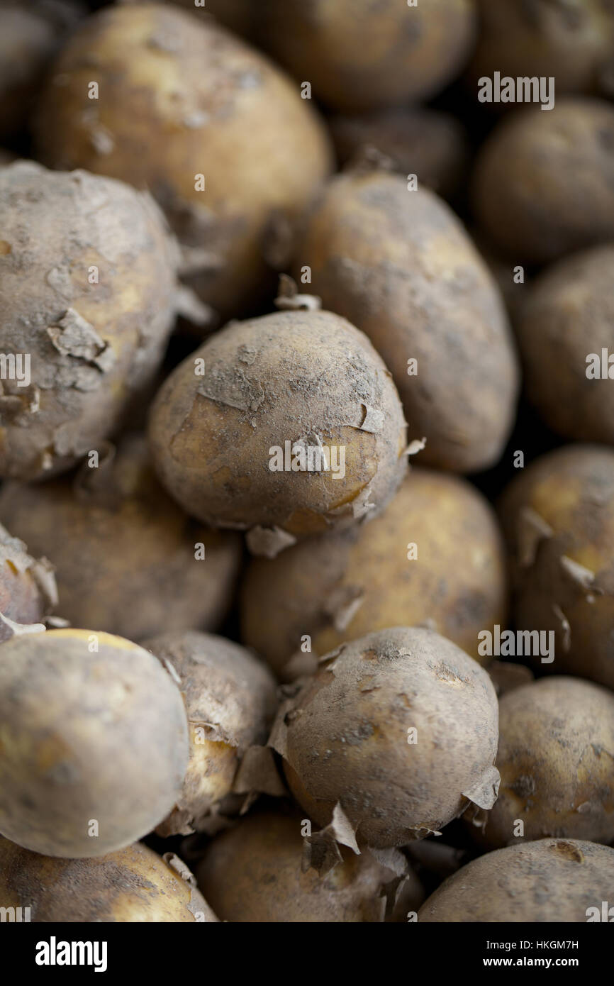 New potatoes in soil hires stock photography and images Alamy