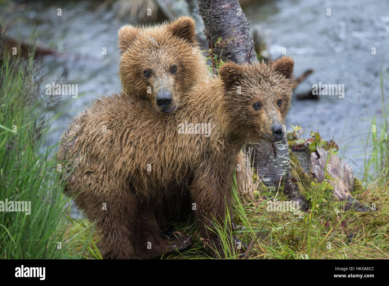 Katmai Brown Bear cubs and yearlings; bear cubs up a tree Stock Photo ...