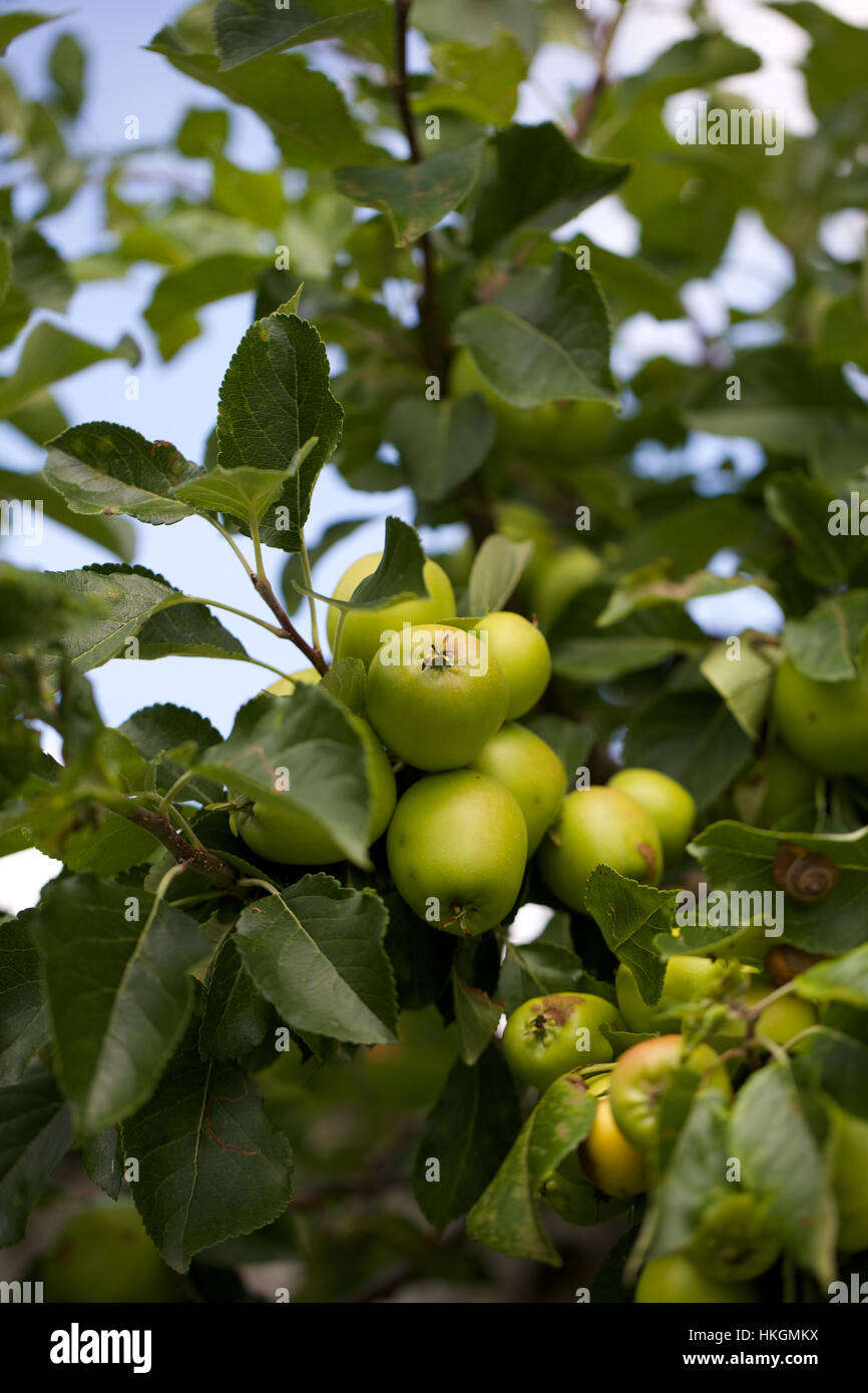 Green Apple Tree Leaves Fruit Tree Food Apple Stock Photo Alamy