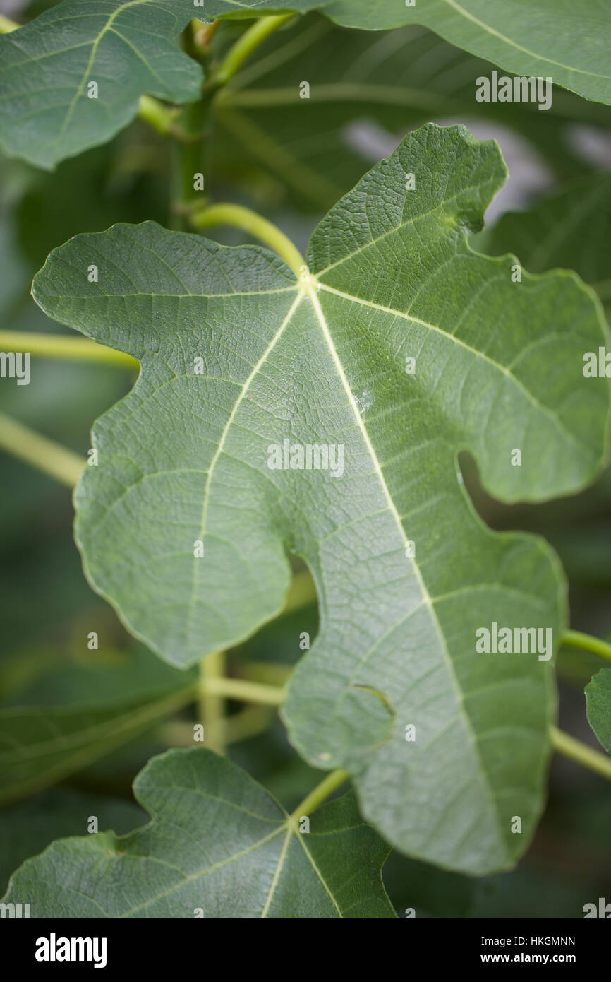 fig tree. leaves, fruit tree, growth natural. Stock Photo