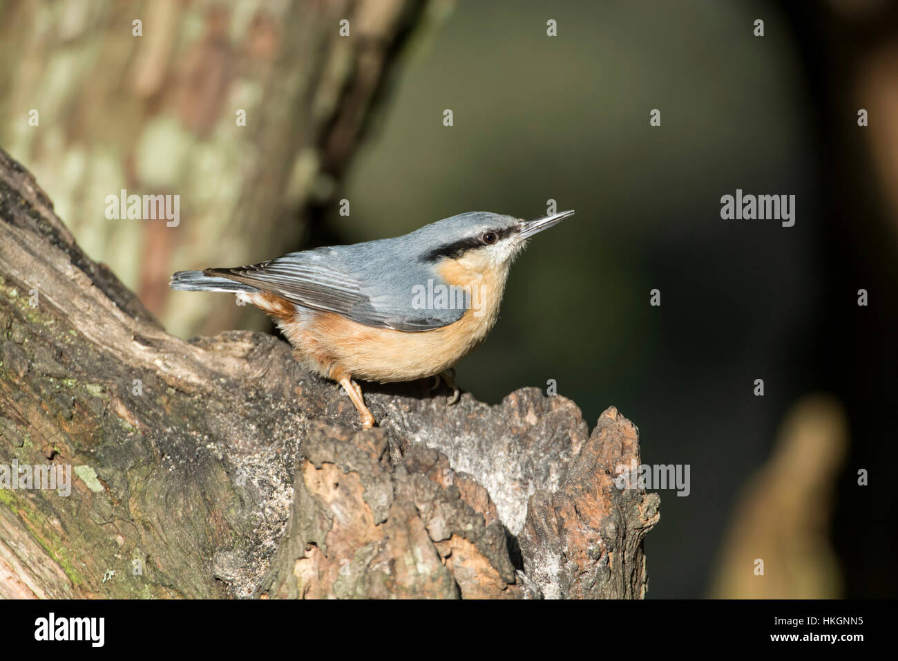 Nuthatch (Sitta europaea) foraging for food on a tree stump. Stock Photo
