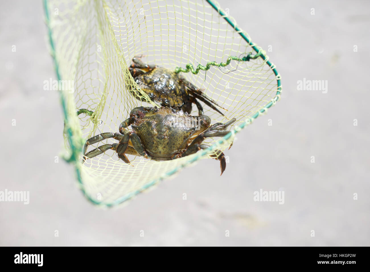 crabs on fishing net. creature, seafood, net, food. Stock Photo