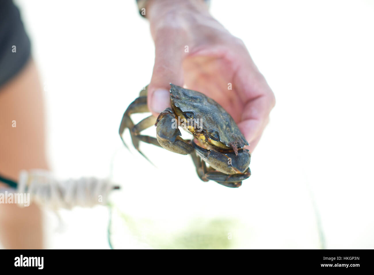 hand holding crab. creature, seafood, claw, food. Stock Photo