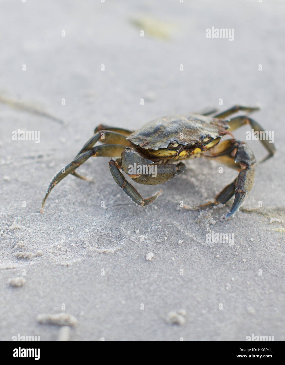 Crawling animal hires stock photography and images Alamy