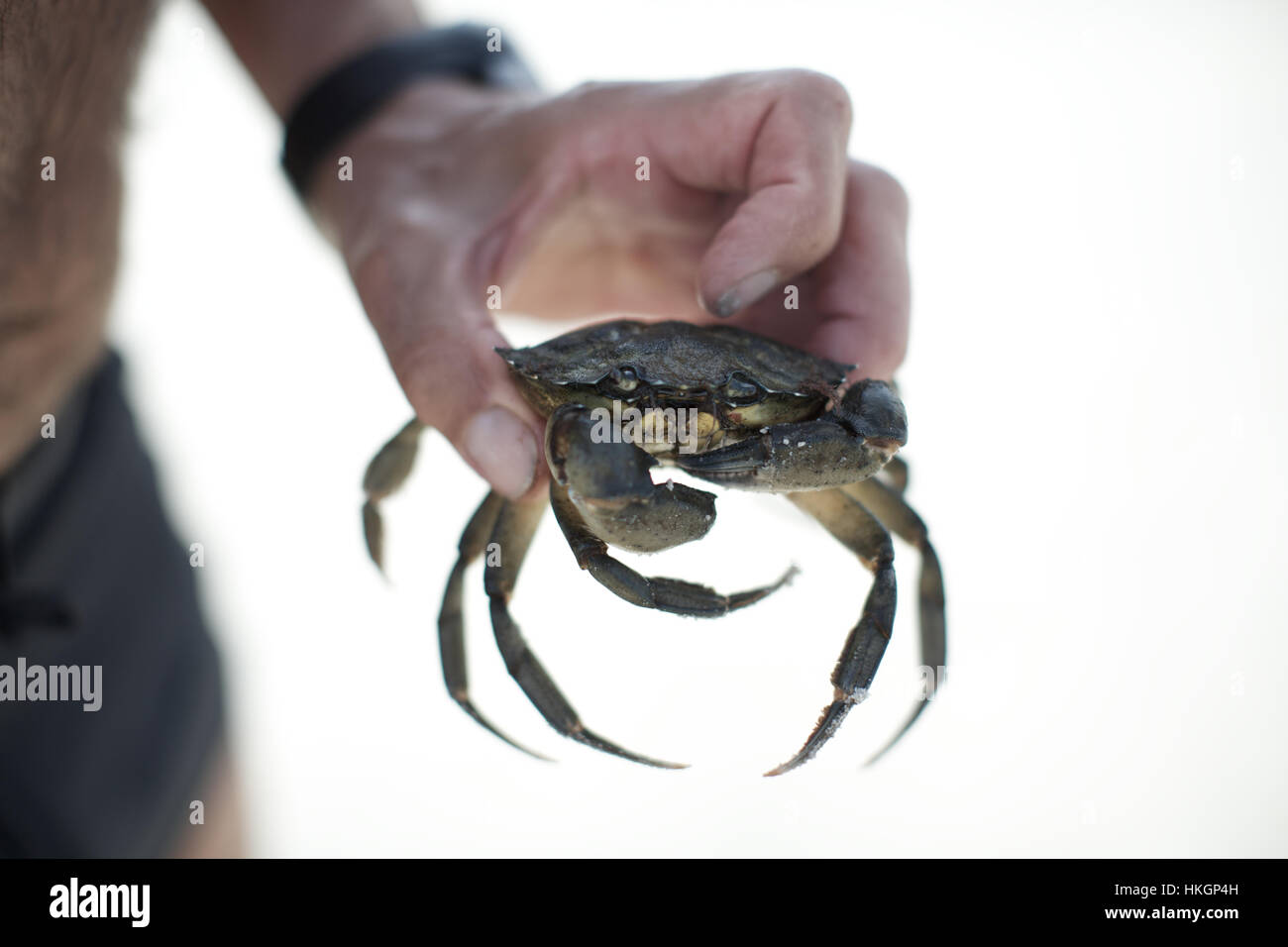 hand holding crab at beach. creature, seafood, claw, food. Stock Photo