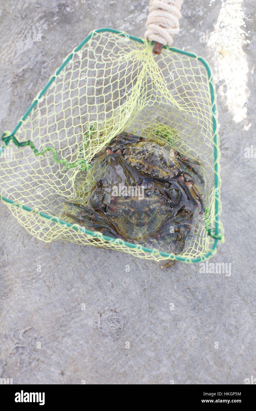 crabs on fishing net at beach. creature, seafood, net, food. Stock Photo