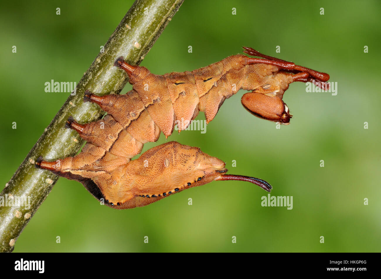 Lobster Moth Stauropus fagi Stock Photo Alamy