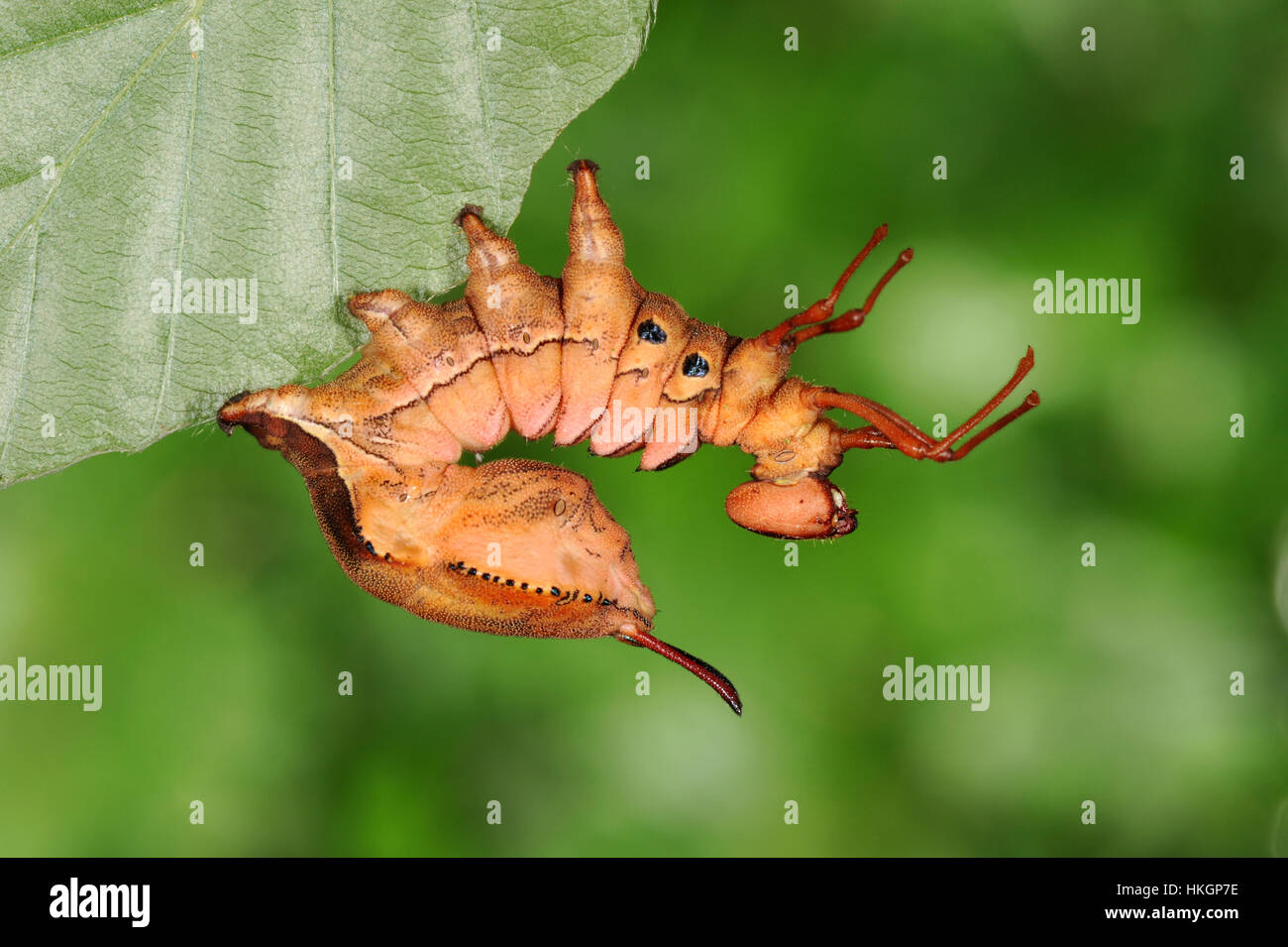 Lobster Moth Stauropus fagi Stock Photo Alamy